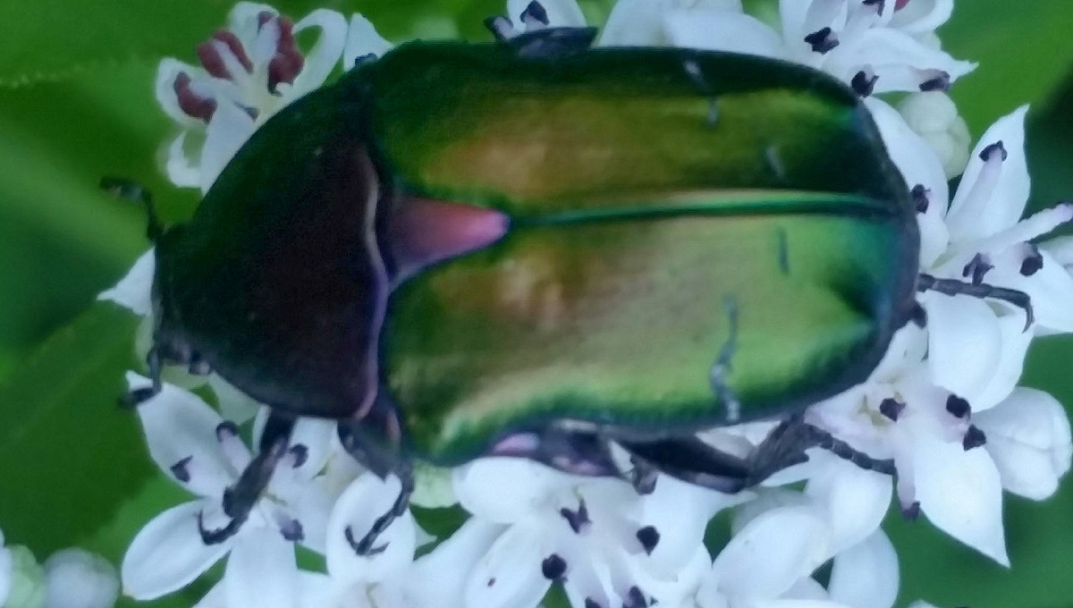 Scarabeo ?  No, Cetoniidae: Cetonia aurata pisana